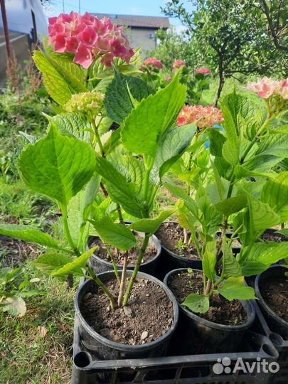 Гортензия крупнолистная