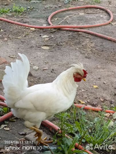 Молодые петухи