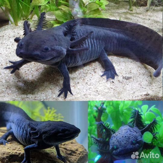 Аксолотли, лягушки, тритоны