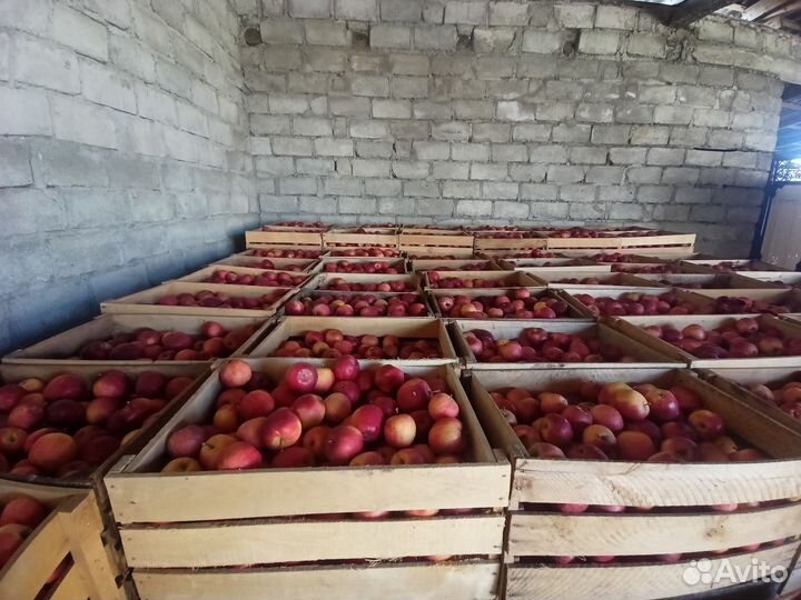 Яблоки моди