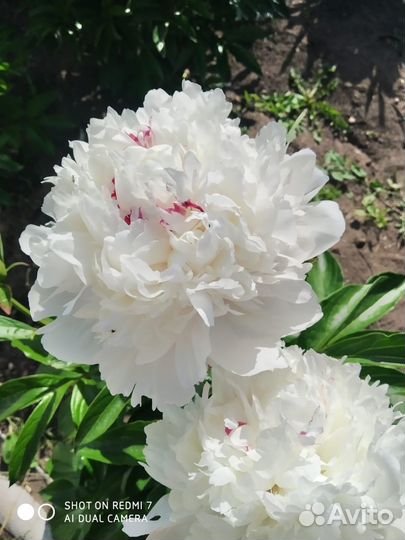 Пионы сортовые саженцы