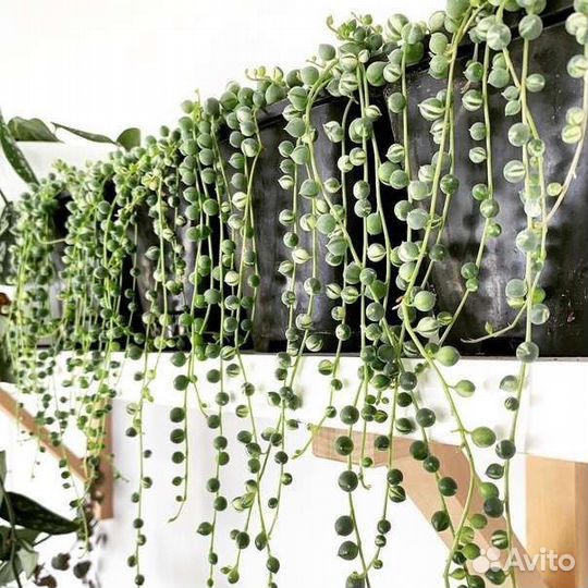 Крестовник роули вариегатный