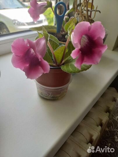 Глоксиния, Фиалки, Алоэ