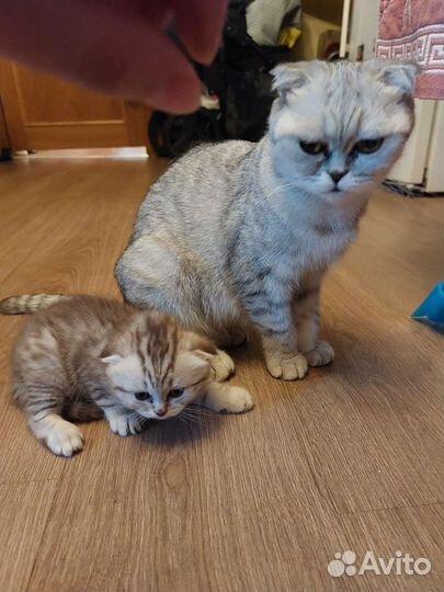 Шотландские вислоухие и прямоухие котята шиншиллы