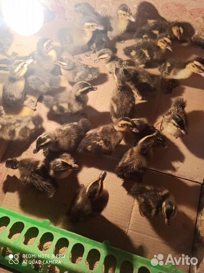 Утята индийский бегунок