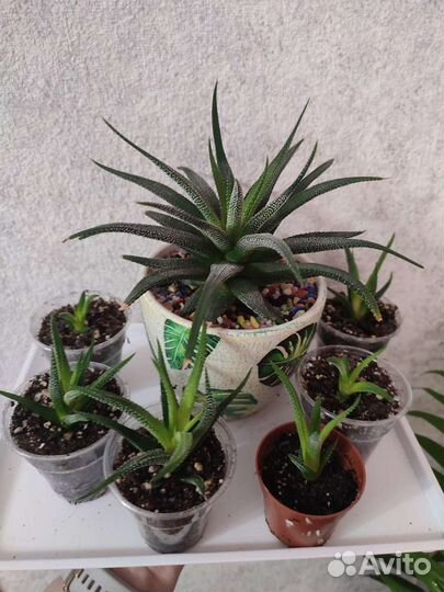 Суккуленты микс