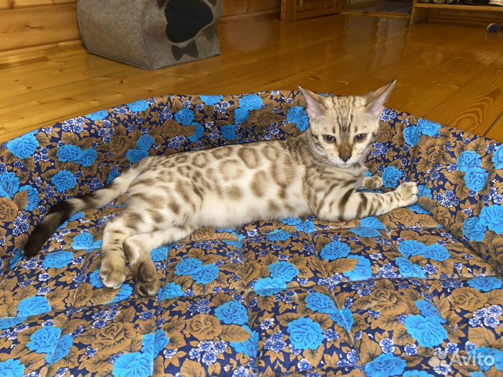 Бенгальский котенок - она
