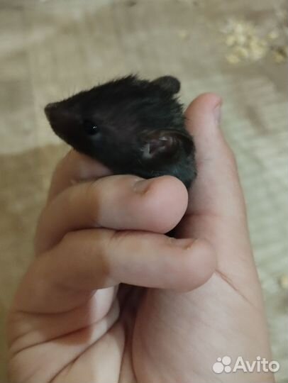 Крыса дамбо