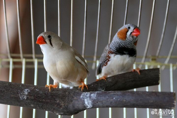 Амадины зебровые