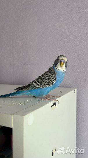 Волнистый попугай с клеткой