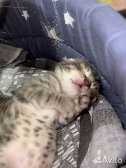 Шотландские вислоухие котята