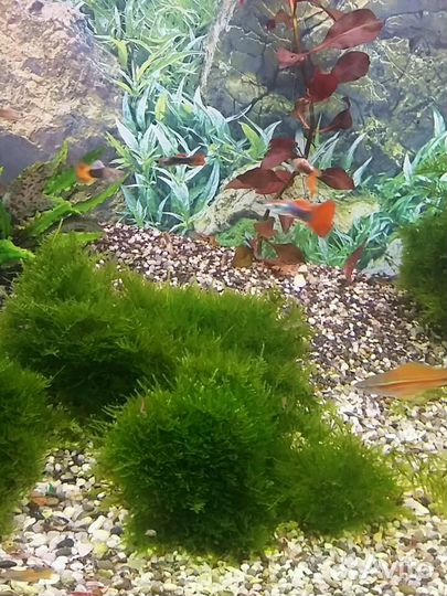 Аквариумные растения.Креветки. Улитки-теодоксус. А