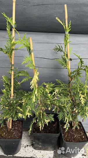 Кипарисовики Нутканские