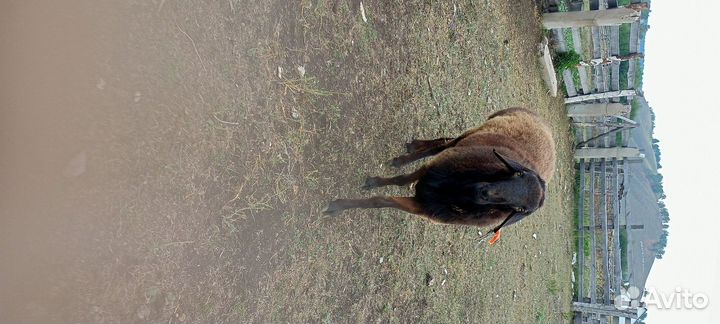 Курдючный баран племенной