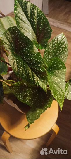 Бегония королевская