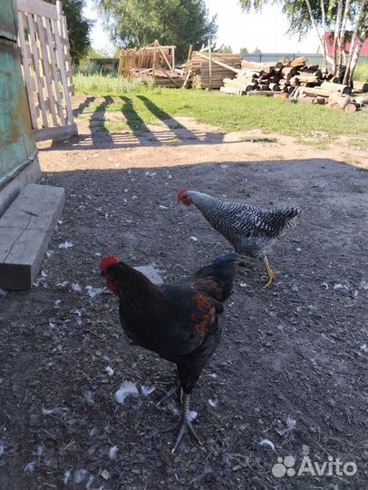 Молодые петухи