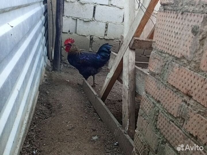 Молодые петухи
