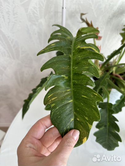 Продам филодендрон