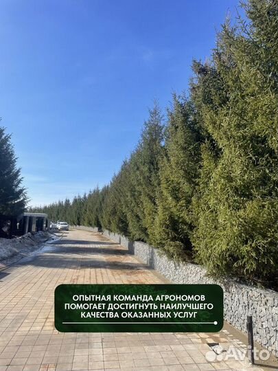 Ель обыкновенная, крупномер