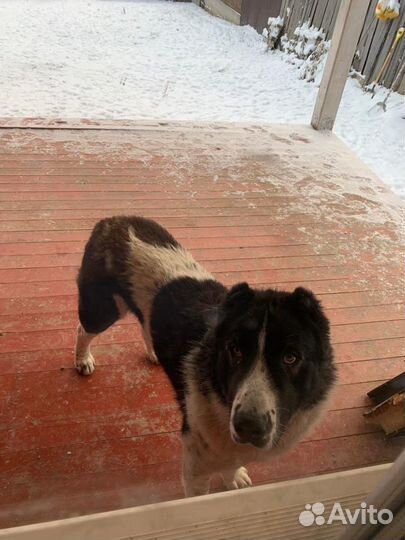 Вязка алабай. Кабель