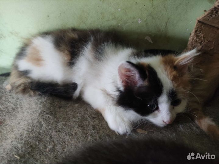 Котята в дар бесплатно