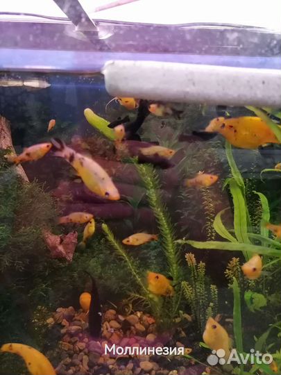 Аквариумные рыбки, креветки, улитки