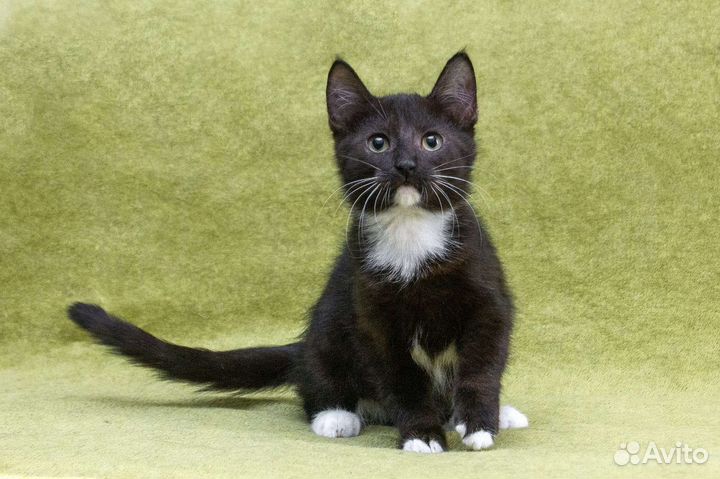 Котенок