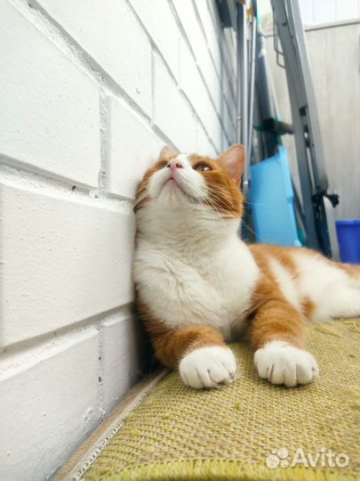 Отдам кота в добрые руки