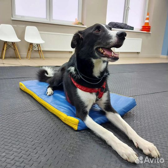 Метис борзой