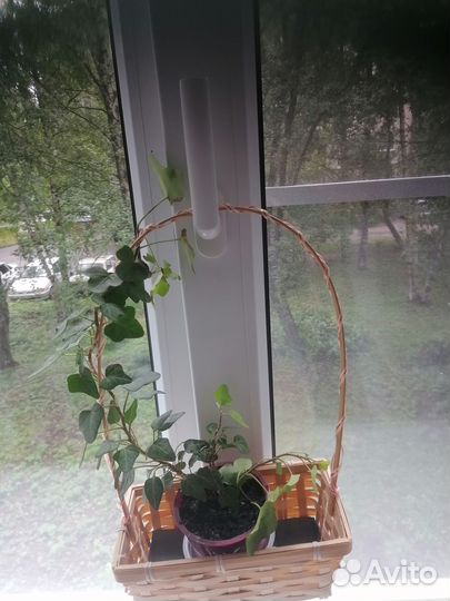 Продам замиокулькасы, цветы комнатные