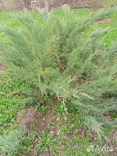 Можжевельник