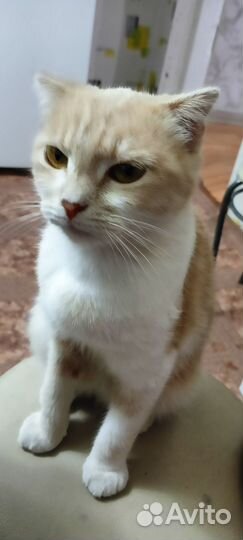 Кошка в дар бесплатно