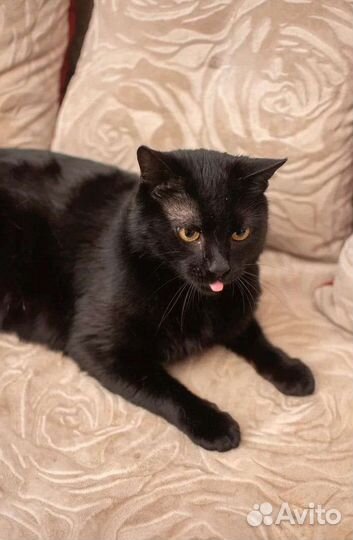 Яшенька в поиске любящих ручек