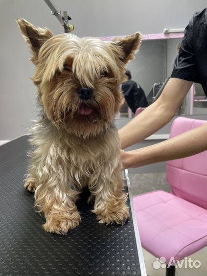 Модель на груминг