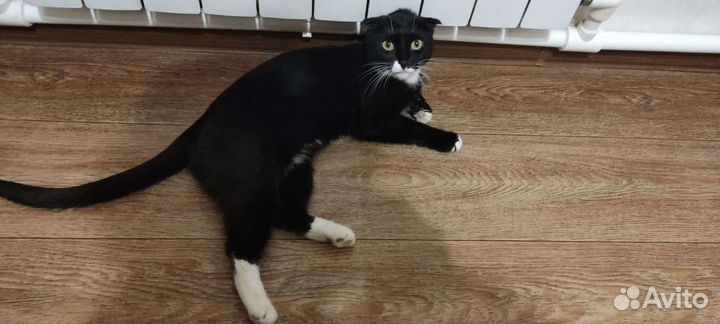 Кошка в дар