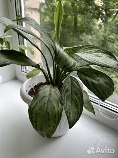 Комнатные цветы (ктенанта, аглаонема)