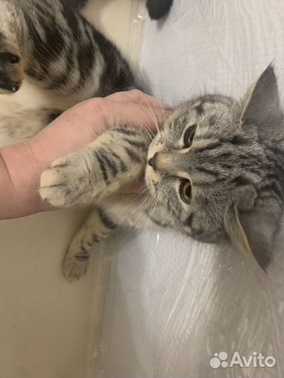 Молоденькая кошечка