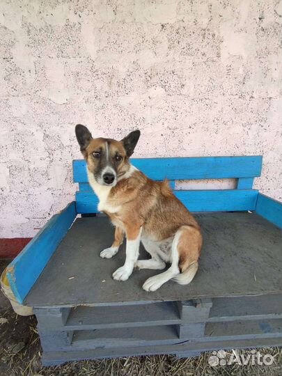 Гавкуша в добрые руки