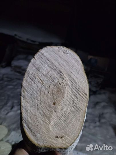 Торцевые спилы деревьев