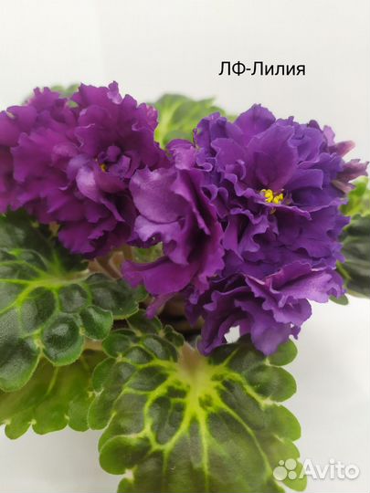 Фиалки (свежесрезанные листы)