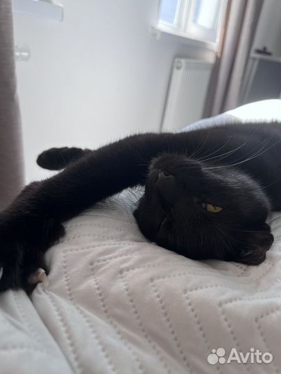 Кот обыкновенный, уличный