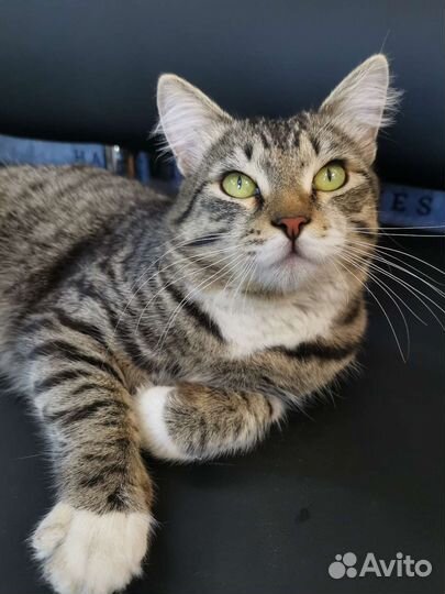 Кот Тимошка