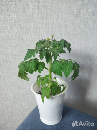 Рассада помидор черри