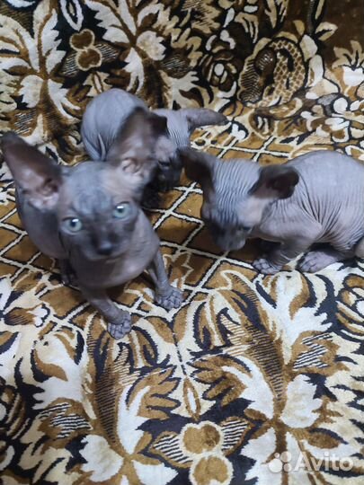 Донской сфинкс котята