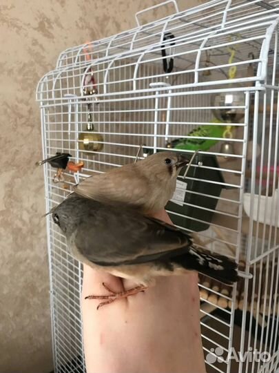 Амадины птенцы