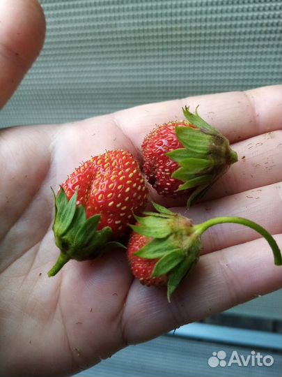 Ремонтантная земляника, цветёт розовыми цветками