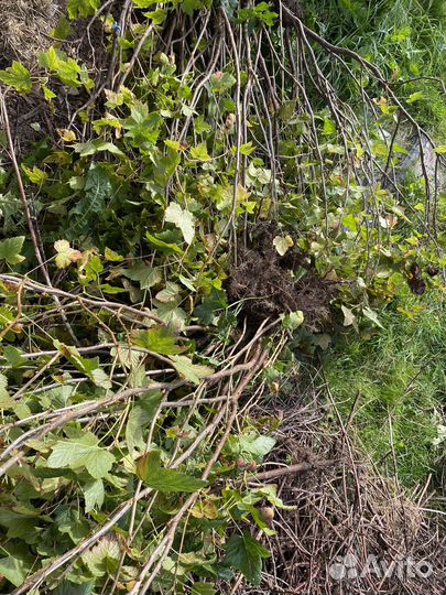 Куст черной смородины