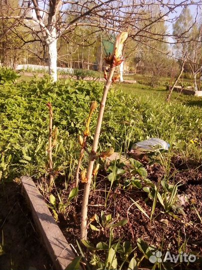 Продам саженцы конского каштана