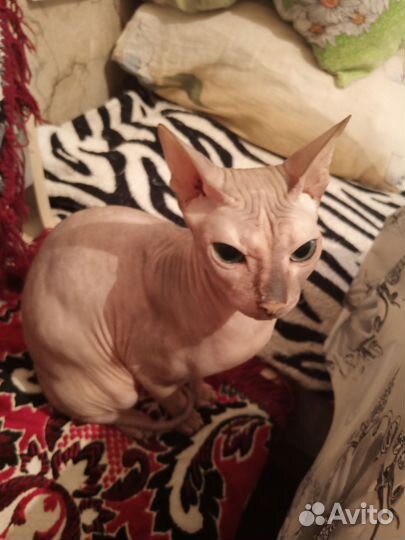 Донской сфинкс