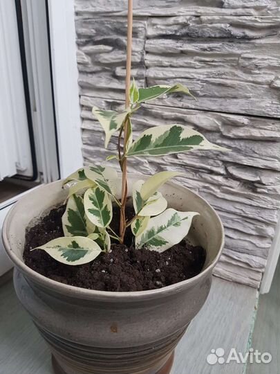 Фикус бенджамина